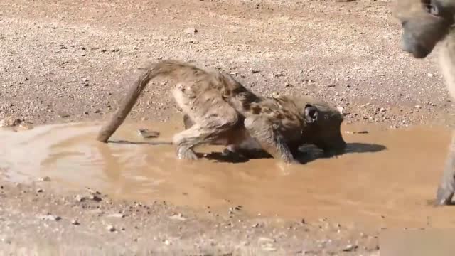 Chacma baboon swimming in the mud