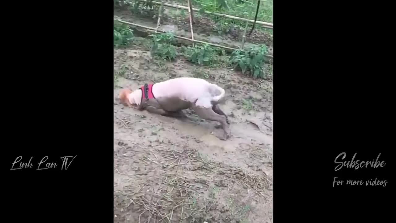 Laughing With The Funny and Funny Moments P1