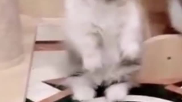 Funniest cat video compilation
