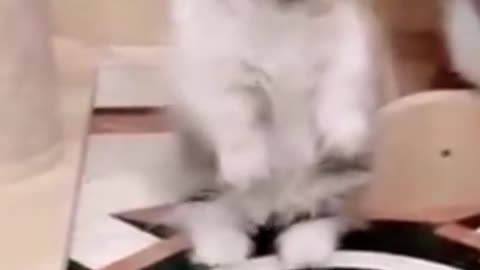 Funniest cat video compilation