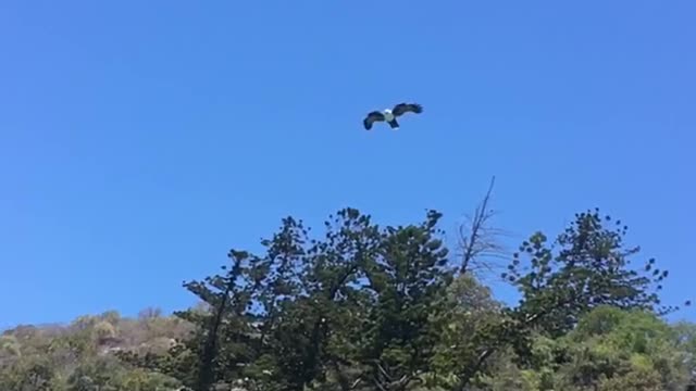 Sea Eagle Grabbing a Hot Dog Out of Friends Hand