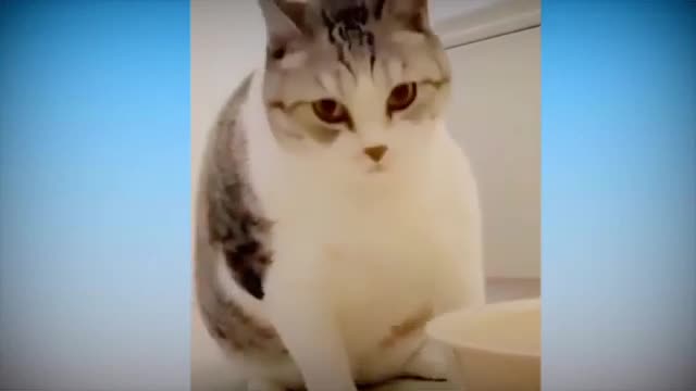 Cute and funny cats