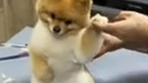 Funny dog
