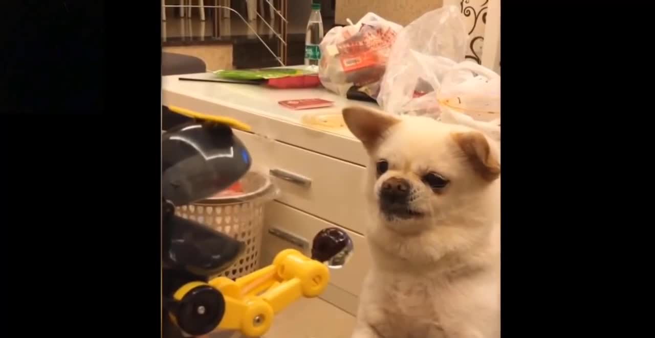 Funny Animals 😂