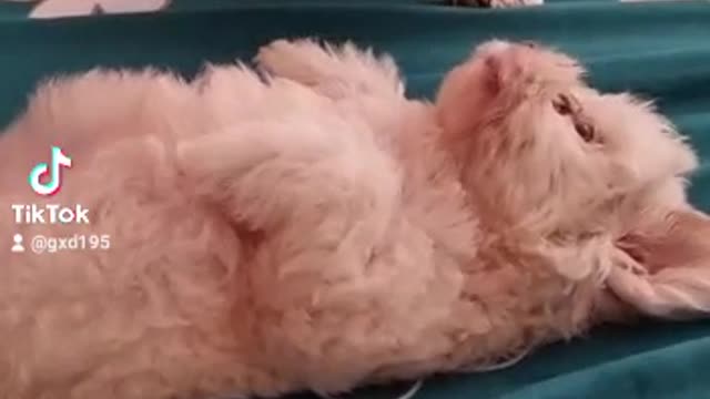 Shih Tzu jealous