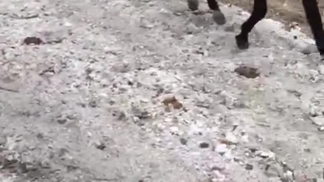 A kind of rodeo