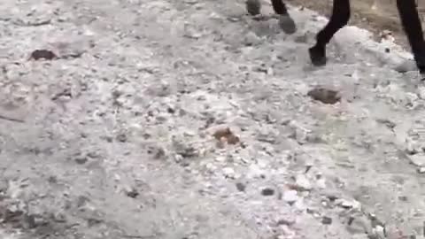 A kind of rodeo