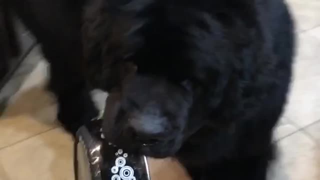 Starving Bossy Dog Demands Food!