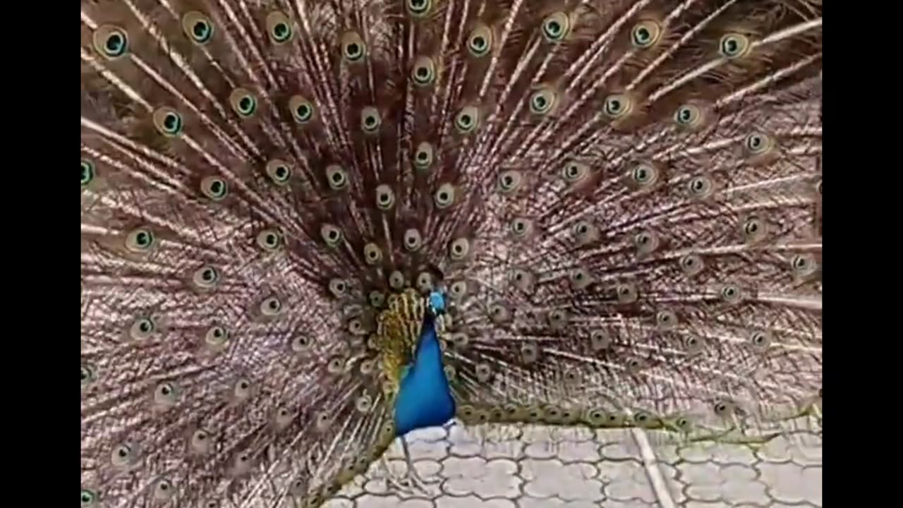 A peacock really is beautiful