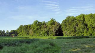 Bush Hogging Soybean Field