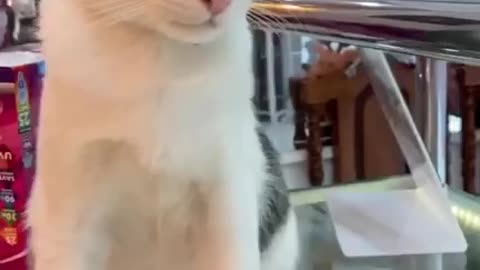 Funny cat