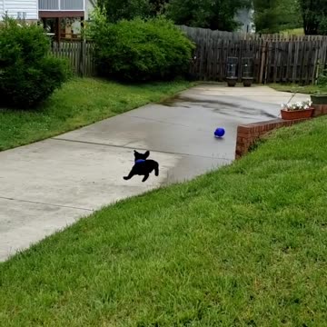 Top 50 Most Popular Dog Breeds In The World | Highland ...