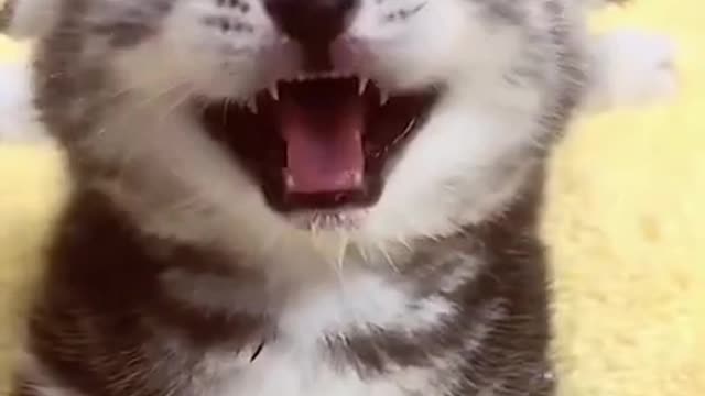 Life is all about having a good time. Kittens understand this too!