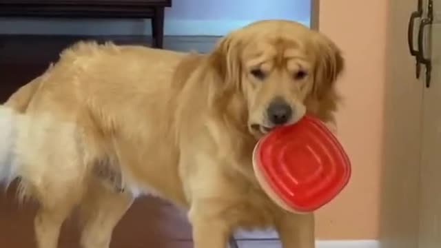 Funny dog video🐕🤣🤣🤣