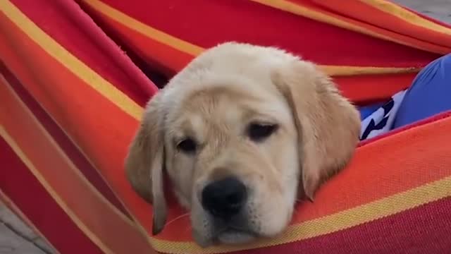 009-Funniest & Cutest Labrador Puppies