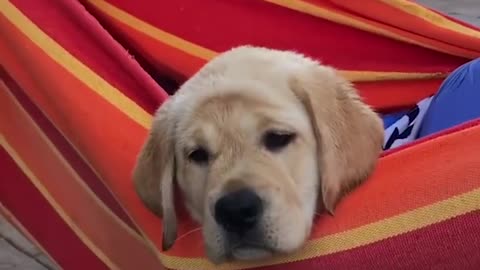 009-Funniest & Cutest Labrador Puppies