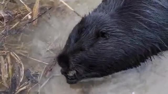 What a neat and polite nutria!!!