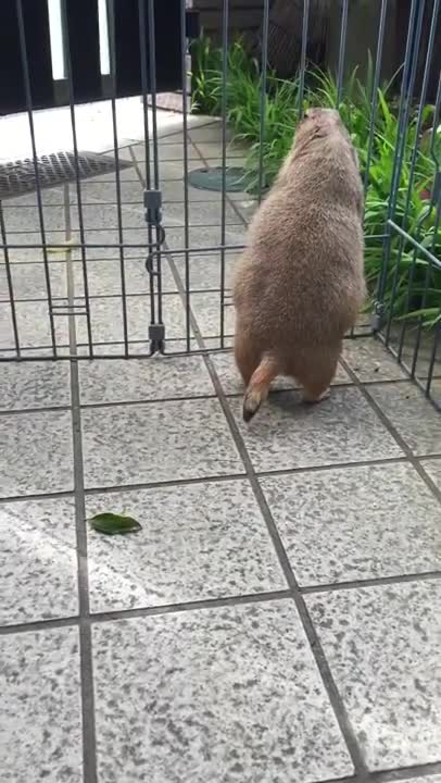 Belyash on a walk, fresh air