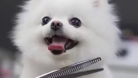 The cute Australian dog
