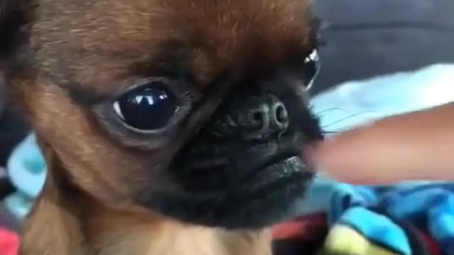 Funny Little Animals