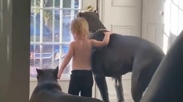 Dog enjoying the view with the child