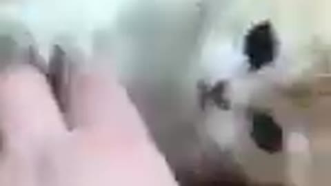 Cat training video