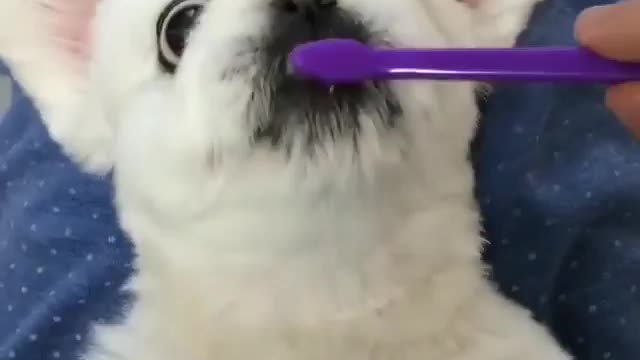 A dog who pays attention to personal hygiene