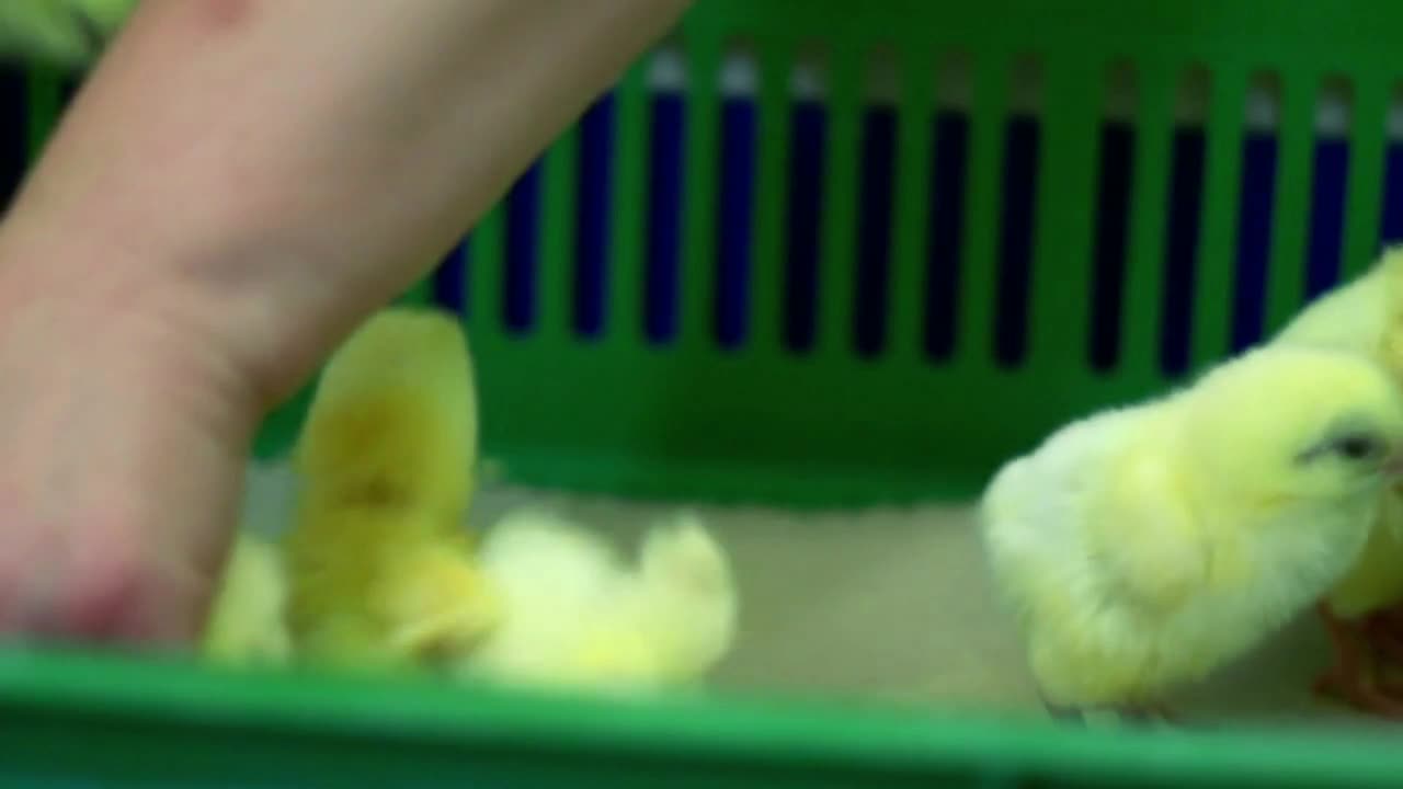 Farmer get small chickens from plastic box and vaccinates them