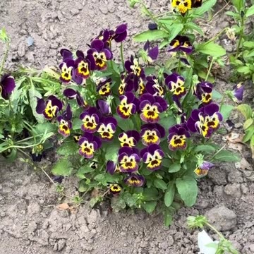 Weirdest flowers ever