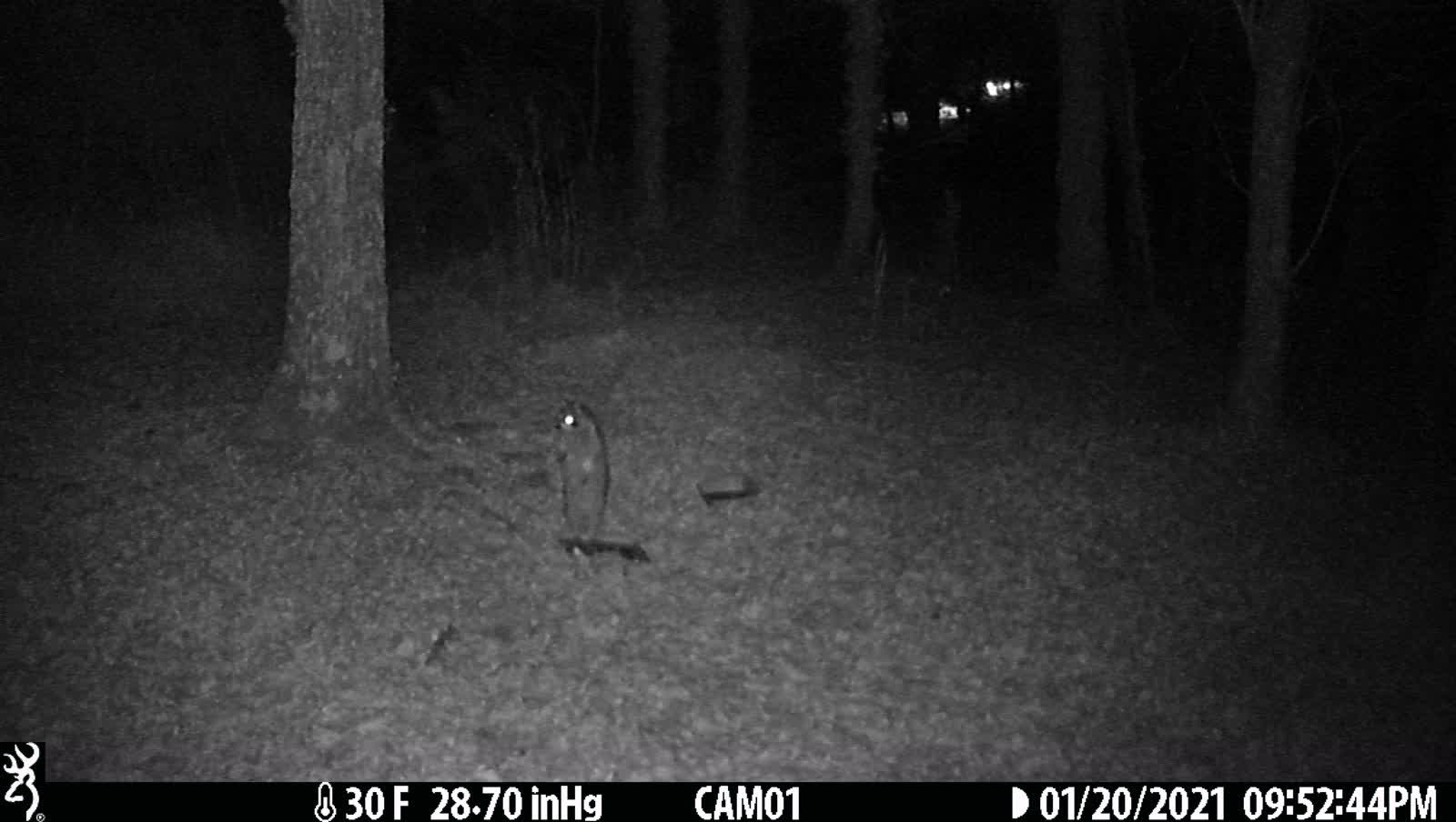 Raccoon standing up 1-20-21