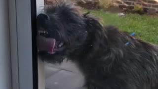 Black dog licking the glass window