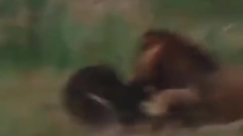 WILD ANIMALS HUNTING PREY COMPILATION RELAX FOR LIFE ​​​#17