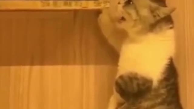 Cute Cat video - Try not to laugh