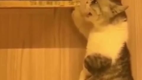 Cute Cat video - Try not to laugh