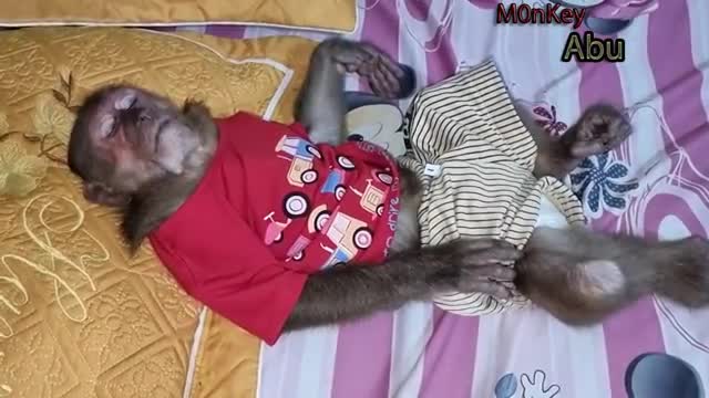 Monkey Abu helps mom cook for Puppyy