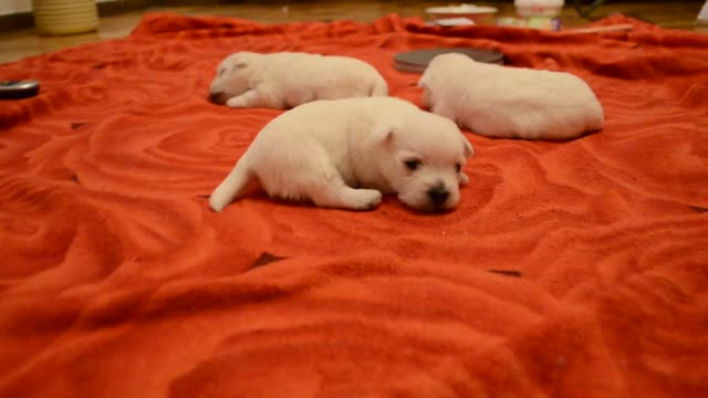 West Highland White Terrier 21 days old puppy