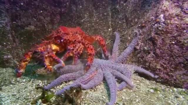 big octopus