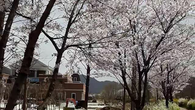 Martyr's Mountain Shrine(치명자성지, 2021/4/1)