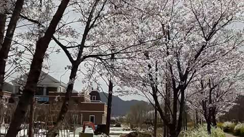 Martyr's Mountain Shrine(치명자성지, 2021/4/1)