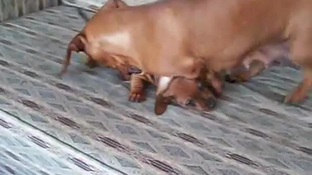 Dachshund: Mother and puppy playing