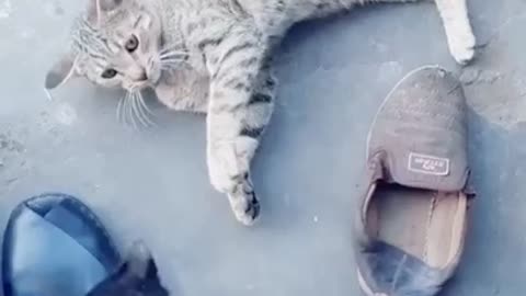 Cat beauty