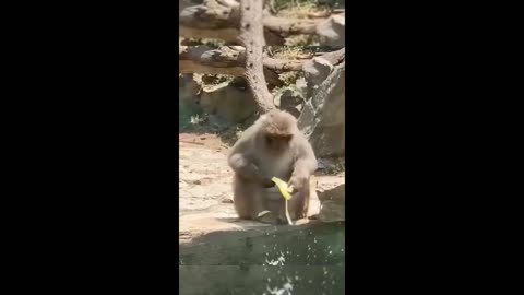 Funny Animals videos