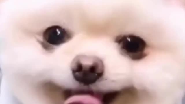 Cute dog smil