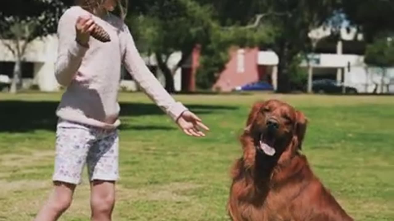 Funniest and Cutest Dog Training Tricks #Shorts, #82