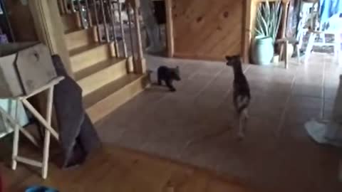 Bear Cub meets fawn for first time