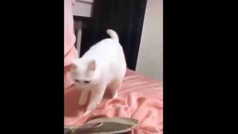 Lovely Cat Dances Along with the Music.