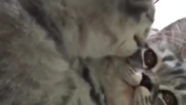Cute and Funny Cat Videos Compilation - PART 54