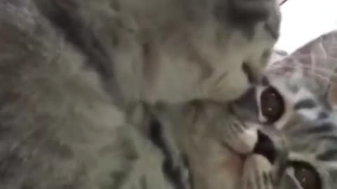 Cute and Funny Cat Videos Compilation - PART 54