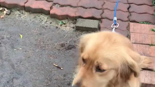 Korea's guest house in Jeju Island. Golden Retriever, be well.