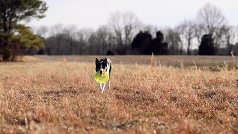 See how fast this dog runs...!!